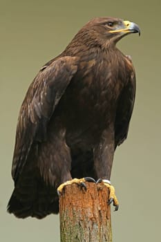 The steppe eagle - Aquila nipalensis