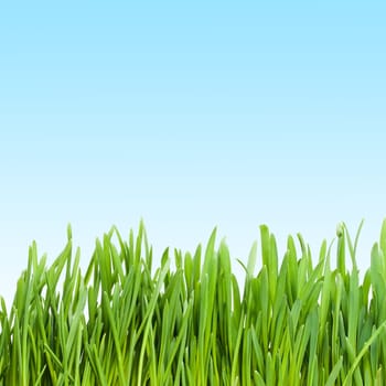 Fresh green grass under blue sky