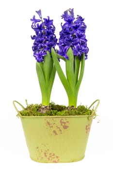 Blooming blue hyacinths in spring