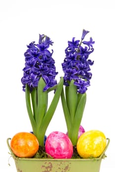 Blooming blue hyacinths with Easter eggs