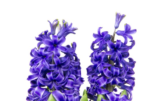 Blooming blue hyacinths in spring