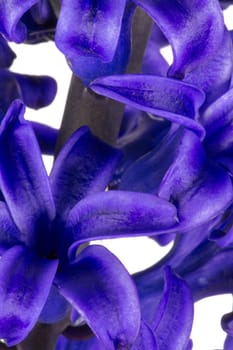 Blooming blue hyacinths as a macro shot