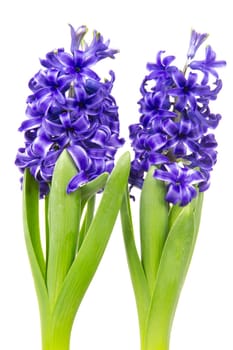 Blooming blue hyacinths in spring