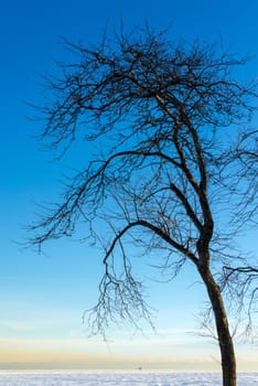 View of a dead tree in winter with frozen and snow covered Lake Michigan in the background and a deep blue sky