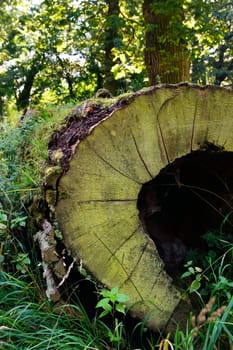 Rotten tree trunk