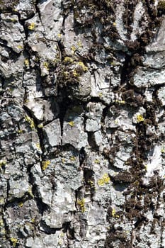 Background abstract tree bark overgrown with lychen in clear sunlight - vertical