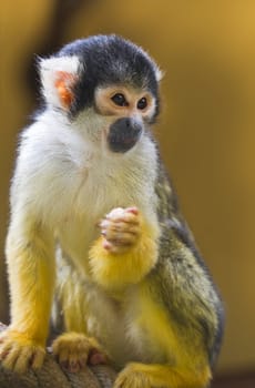 Squirrel- or Skull monkey sitting on rope