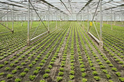 Overview new planting of young Salad plants in glasshouse in summer - horizontal