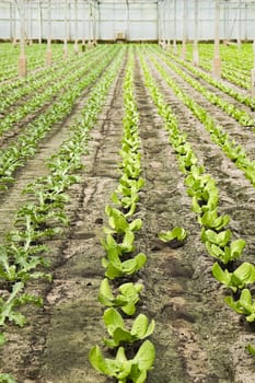 Overview new planting of young Salad and Andive plants in glasshouse in summer - vertical