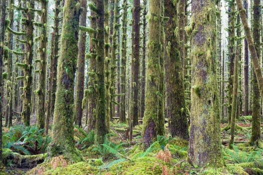 Cedar Trees Deep Forest Green Moss Covered Growth Hoh Rainforest