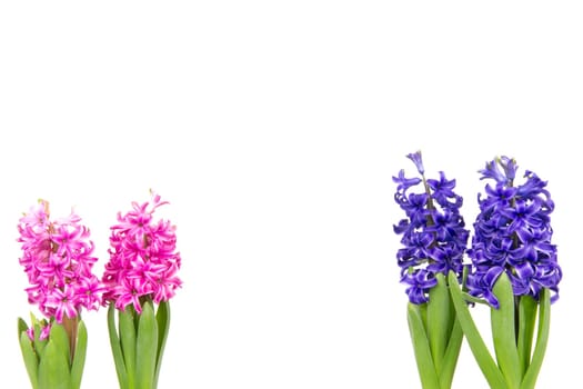 Blue and pink hyacinths in spring
