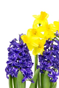 Colorful hyacinths and daffodils bloom in spring