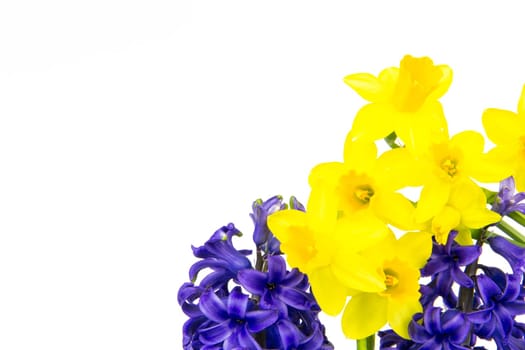 Colorful hyacinths and daffodils bloom in spring