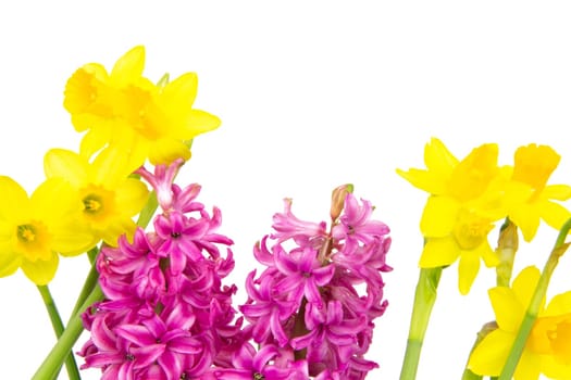 Colorful hyacinths and daffodils bloom in spring