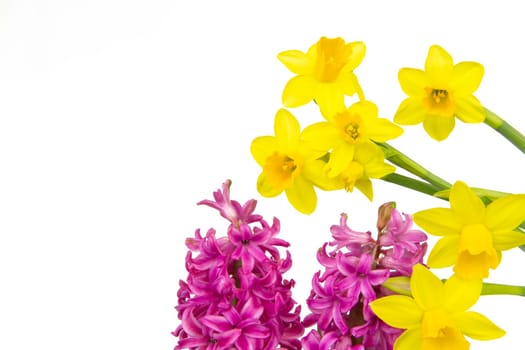 Colorful hyacinths and daffodils bloom in spring