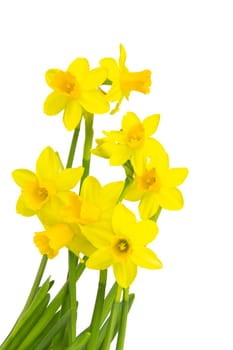 Blooming daffodils daffodils in spring