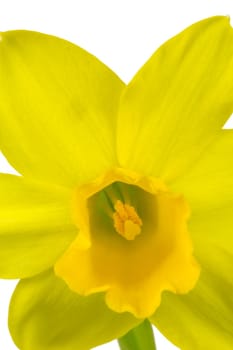 Blossom of a daffodil as a macro shot
