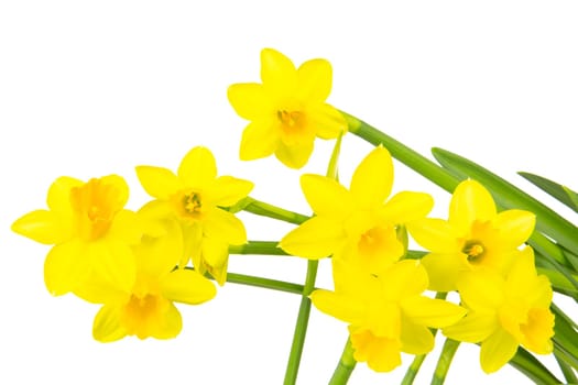 Blooming daffodils daffodils in spring