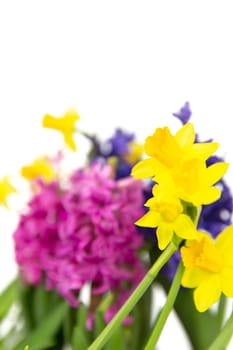 Colorful hyacinths and daffodils bloom in spring