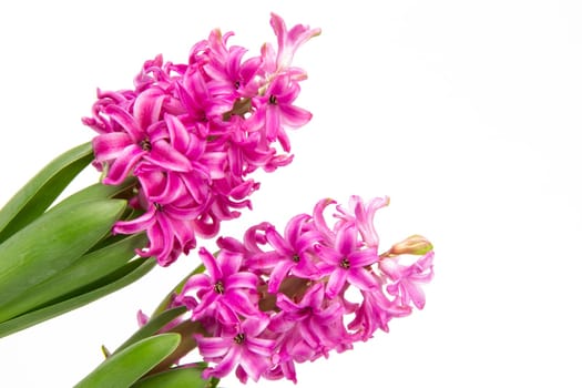 Blooming pink hyacinths in spring