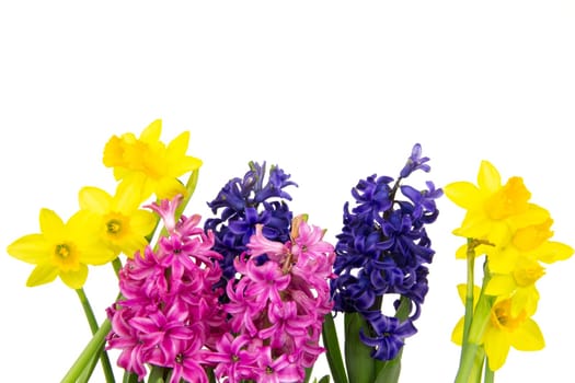 Colorful hyacinths and daffodils bloom in spring