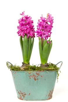 Blooming pink hyacinths in spring