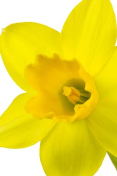 Blossom of a daffodil as a macro shot