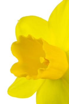 Blossom of a daffodil as a macro shot