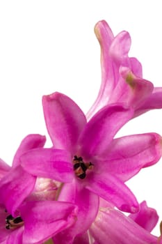 Blooming pink hyacinths as a macro shot