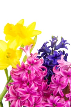 Colorful hyacinths and daffodils bloom in spring