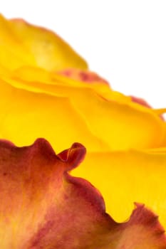 Macro shot of a yellow-orange rose blossom