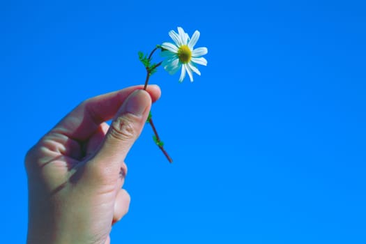 Women's arm holding daisy flower