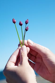 Women's arm holding shallot flower