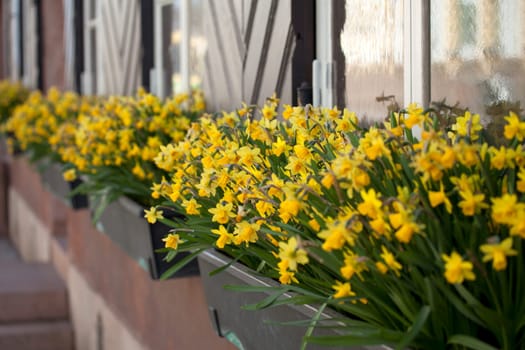 Fowers on window board