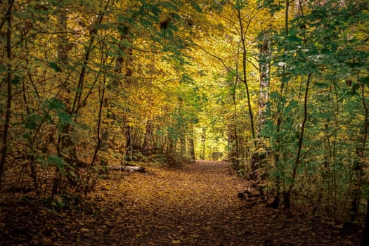 Forest path in autumn