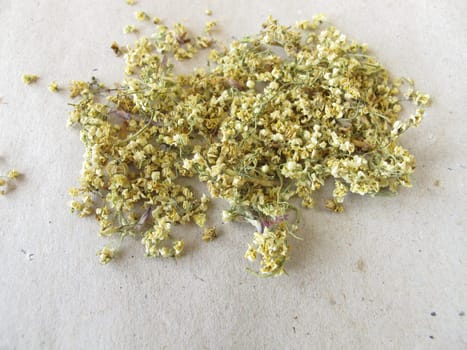 Dried elderflower on paper