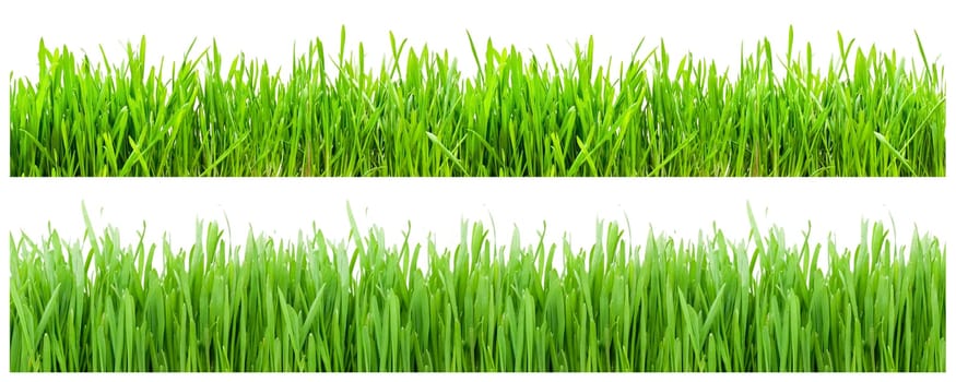 Two types of green grass on white background