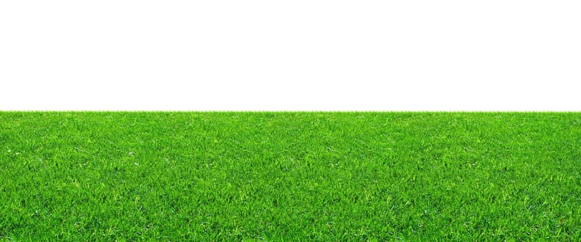 Fresh green grass on isolated white background