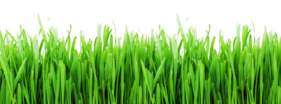 Fresh green grass on white background