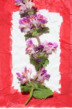 dried flower on painted paper
