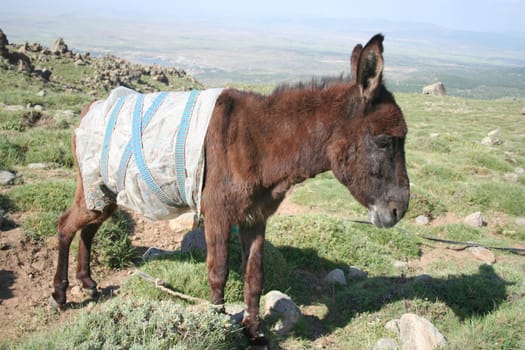 A horse at rural area