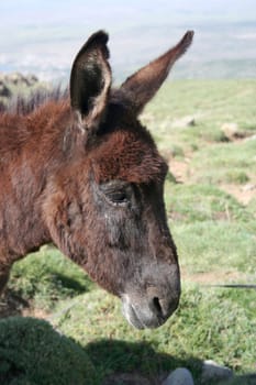 A horse at rural area