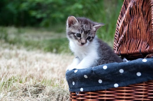 kittenbaby