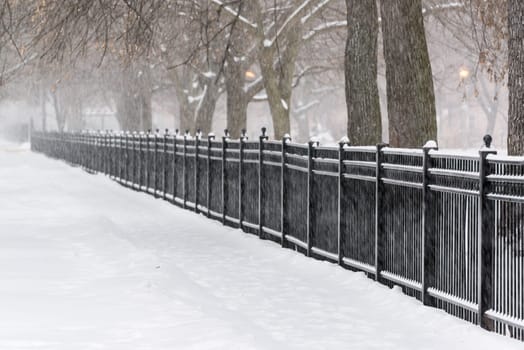 Snow storm in a park in Chicago