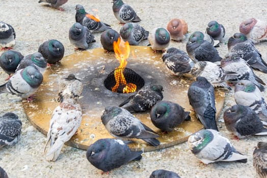 Pigeons trying to keep warm by an eternal flame in a harsh Chicago winter