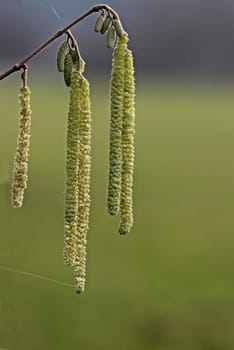 Male catkins of the hazel bush (Corylus avellana)