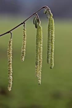 Male catkins of the hazel bush (Corylus avellana)