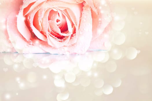 Rose on pink blurred background