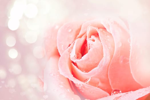 Rose on pink blurred background