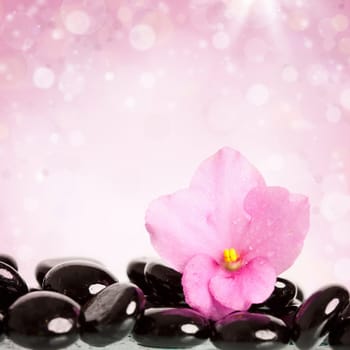 Black spa stones and pink flower on colorful spring background